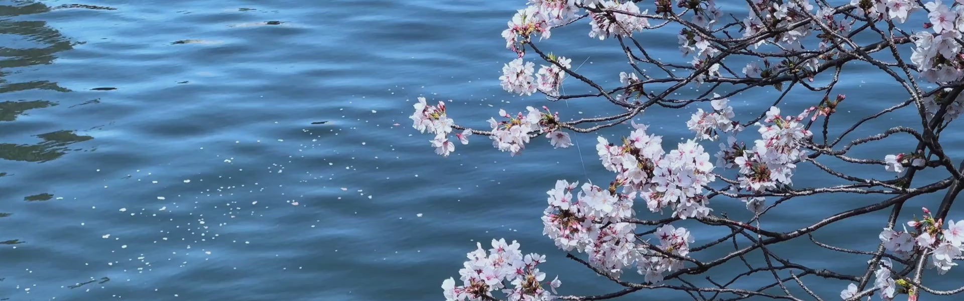 Load video: calming waves with written affirmation