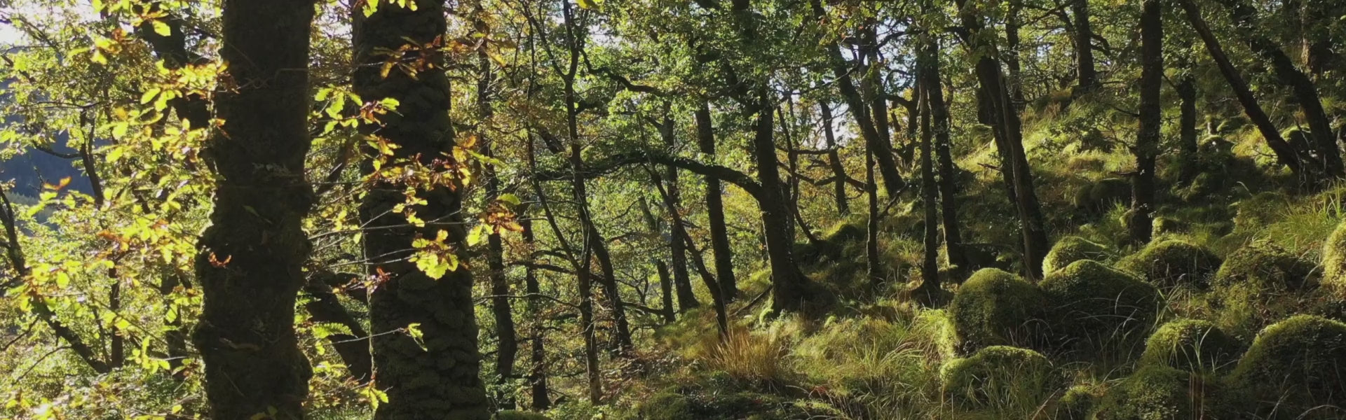 Load video: calming waves with written affirmation